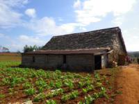 Tobacco Farm38.jpg